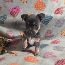 Cookie - Blue and white female Teddy Roosevelt Terrier puppy in Milaca, Minnesota from Bright Lake Terriers