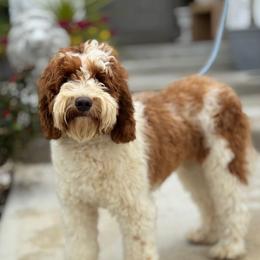 Rosa - Bernedoodle