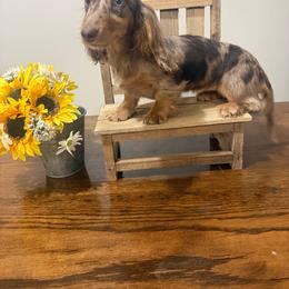 Caroline - Dapple female Dachshund puppy in Dawson, Alabama from Bells Dashing Dachshunds