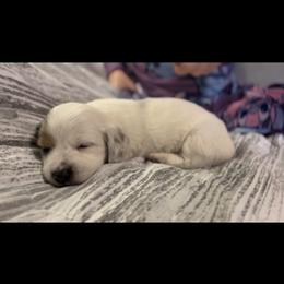Black and Tan Piebald Male 1 - Piebald male Dachshund puppy in Blackstone, Virginia from Cheyenne's Dachshunds