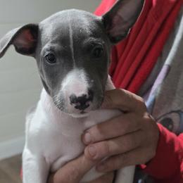 Samuel - White and blue male Rat Terrier puppy in Ukiah, Texas from Poem's Haven Rat Terriers..AKA Mysthaven Rat Terriers