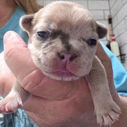Judge - Tricolors male French Bulldog puppy in Cabool, Missouri from Shannon French Bulldogs