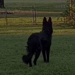 Mia - German Shepherd