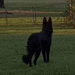 Mia - German Shepherd