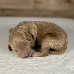 Penny - Apricot female Goldendoodle puppy in Cedar Falls, Iowa from Northeast Iowa Doodles
