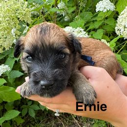 Boy 8 - Wheaten male Soft Coated Wheaten Terrier puppy in Newark, Ohio from Valleydayle Doodles and Wheatens