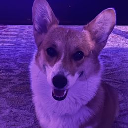 Tsula - Pembroke Welsh Corgi