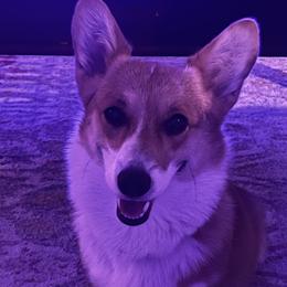 Tsula - Pembroke Welsh Corgi