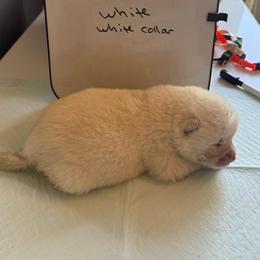 Quri - White female Japanese Akitainu puppy in Hubert, North Carolina from Miyo Ken