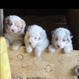 Australian Shepherd Puppies from Soggy Bottom Farms