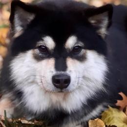 Finnish Lapphund puppies from Lighthouse Lapphunds and Leos by the Sea