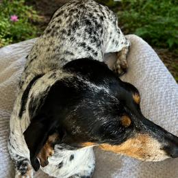 Quinn - Dachshund