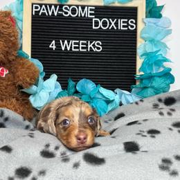 Darla - Dapple female Dachshund puppy in Lufkin, Texas from Paw-some Doxies