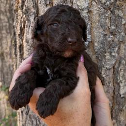Blaze light blue collar - Brown male Poodle puppy in Clarkston, Washington from Doodle & Poodle Palace