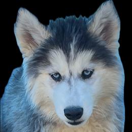 Cried black and white boy 1 - Black and white male Siberian Husky puppy in Trinity, Florida from Florida Husky Den