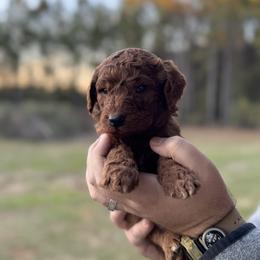 Poodle Puppies from Southern Sunshine Standards