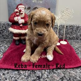 Reba - Red  female Goldendoodle puppy in Annville, Pennsylvania from Bellegrove Goldendoodles