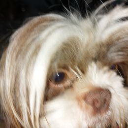 Watson - Shih Tzu