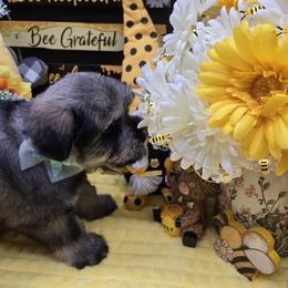 Salt and Pepper Male - Salt and pepper male Miniature Schnauzer puppy in Hertford, North Carolina from Little Bug Schnauzers