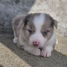 Luke - Red merle male Toy Australian Shepherd puppy in Crooksville, Ohio from West View Toy Aussies