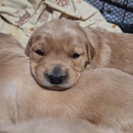 Light Pink girl - Golden female Golden Retriever puppy in Westminster, Massachusetts from Gemstone Golden Retrievers