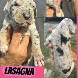 LASAGNA - Merle female Great Dane puppy in Bolivar, New York from Prophecy Danes