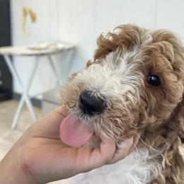 Jingles - Red  male Goldendoodle puppy in Sugarcreek, Ohio from True Hearted Doodles
