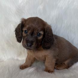 Girl 1 - Sable female Dachshund puppy in Lakewood Park, Tennessee from Warricks Wild Weenies