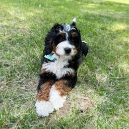 Female 3 - Tri-color female Bernedoodle puppy in Wamego, Kansas from Doodles of Oz