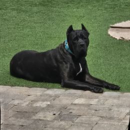 Iora - Cane Corso