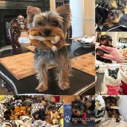 Yoshi - Yorkshire Terrier