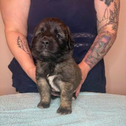 Ms. Lime - Reddish brown female Leonberger puppy in Cypress, Texas from Magnolia Leos