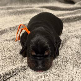 Girl 1 - Black and rust female Doberman Pinscher puppy in Lake City, Florida from Paintedcrazy Doberman Pinchers