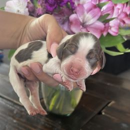 Girl 3 - female English Springer Spaniel puppy in Vacaville, California from Goldridge Springers