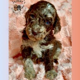 Flurry - Merle female Goldendoodle puppy in Sterling, Connecticut from Justine’s Retrievers and Doodles
