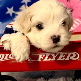 Tiger boy 3 (purple) - White and buff male Bichon Frise puppy in Lavon, Texas from Sissy’s Heavenly Paws