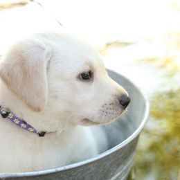 Labrador Retriever Puppies from Heavenly polar labs