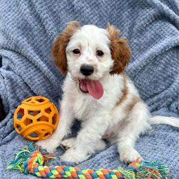 Jerry - Blenheim male Cavapoo puppy in Fort Worth, Texas from Creekwood Miniature Cavapoos