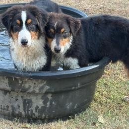 KitKat Jr. - Black tri-color female Australian Shepherd puppy in De Leon, Texas from Oceanwood