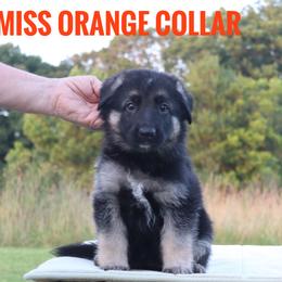 Girl 1 - female German Shepherd puppy in Belton, South Carolina from J-Lyn Shepherds
