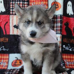 Pink - Black and white female Siberian Husky puppy in York, Pennsylvania from Spalla Pups