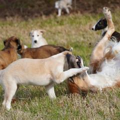 Borzoi Puppies from Rezance Borzoi