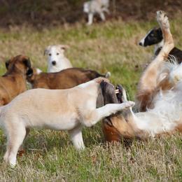 Borzoi Puppies from Rezance Borzoi