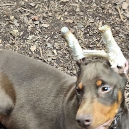 Black Collar - Red and rust Doberman Pinscher puppy in Hollyberry, Georgia from Jeti Dobermans