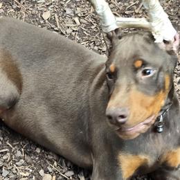 Black Collar - Red and rust Doberman Pinscher puppy in Hollyberry, Georgia from Jeti Dobermans