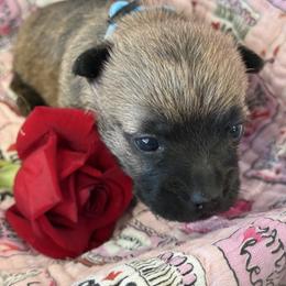 Zeus - Wheaten brindle male Cairn Terrier puppy in Lipan, Texas from Flyin G Cairns
