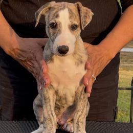 Trouper - Fawn brindle male Whippet puppy in Loxahatchee, Florida from Phoenix Whippets
