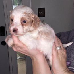 Koda - Parti male Goldendoodle puppy in Palestine, Texas from KK's Doodle Bunch