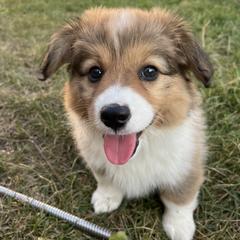 Pembroke Welsh Corgi puppies from South Shore Corgis