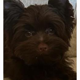 Hershey - Yorkshire Terrier